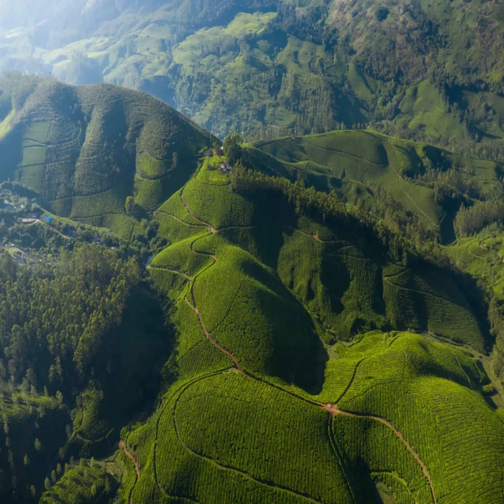 Tea Plantation