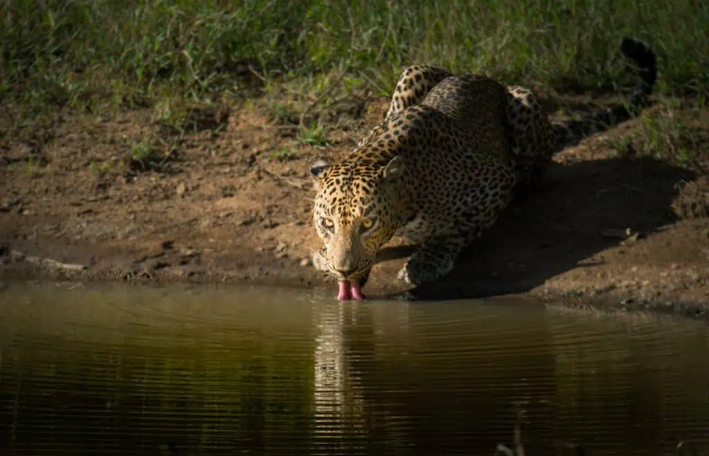 A Leopard drinks water at Yala National Park