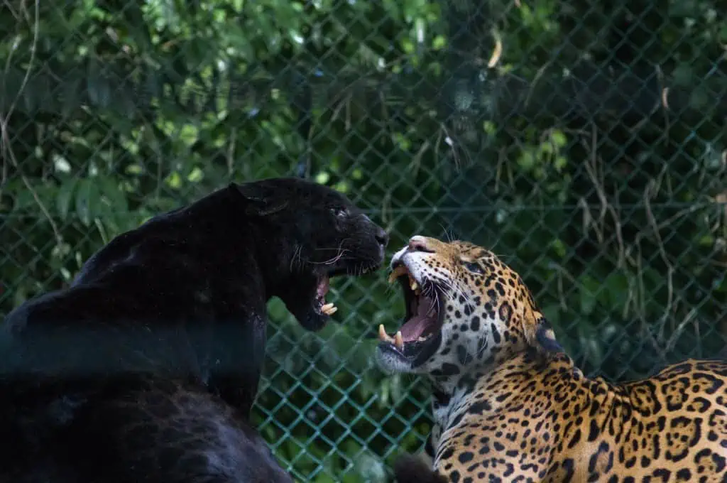 Black-leopard-with-leopard