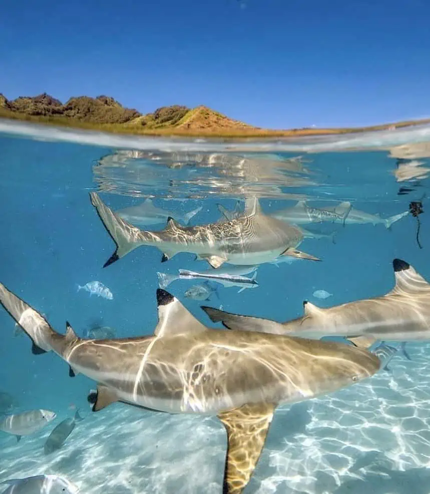 Blacktip Reef Sharks | Pigeon Island National Park Nilaveli - Super Place For Scuba Diving In Sri Lanka