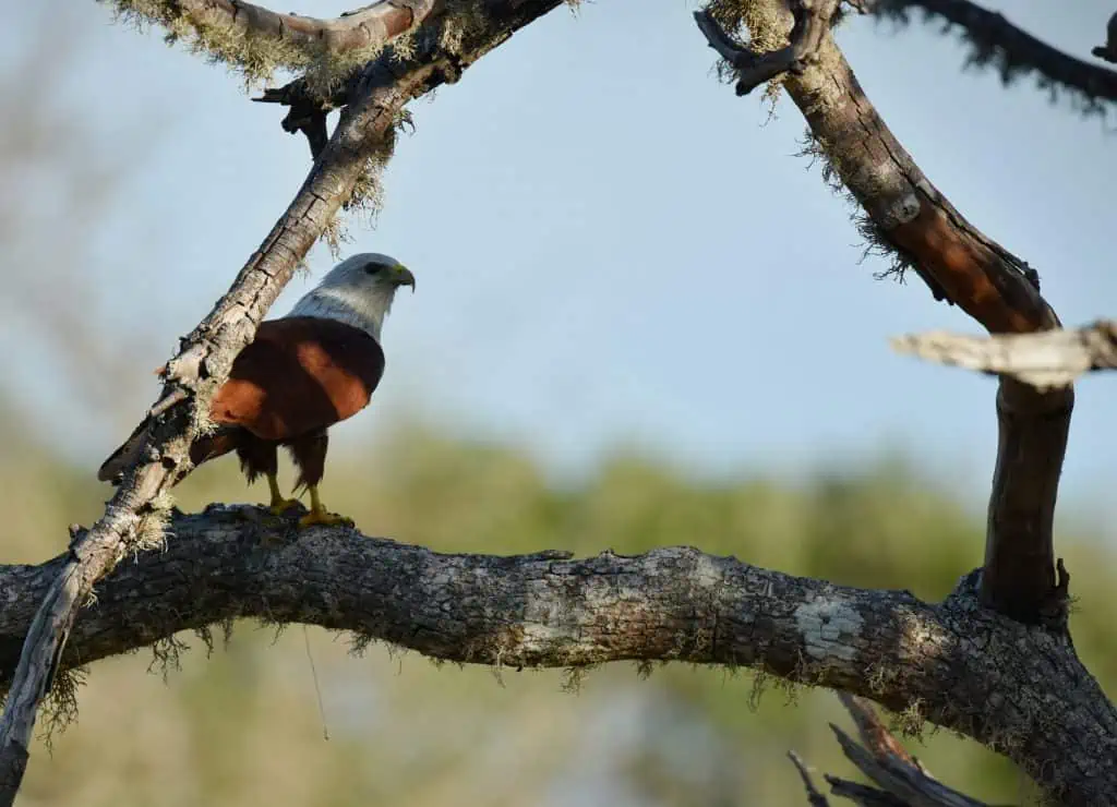 Eagle on tree branch  Yala National Park