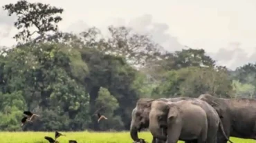 best elephant-watching safari in Sri Lanka