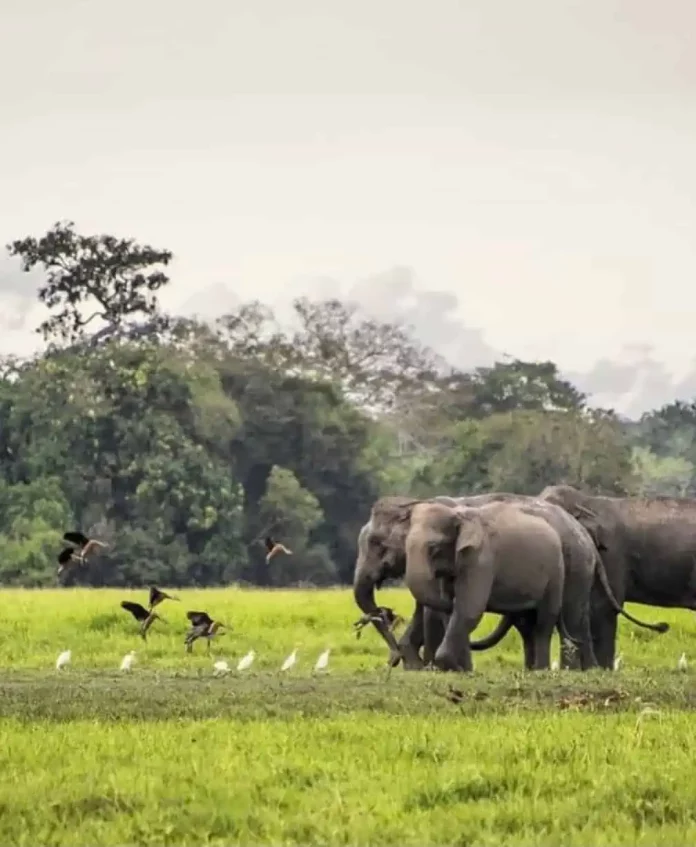 best elephant-watching safari in Sri Lanka