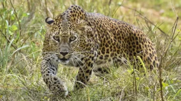 Sri Lankan Leopard at Yala National Park