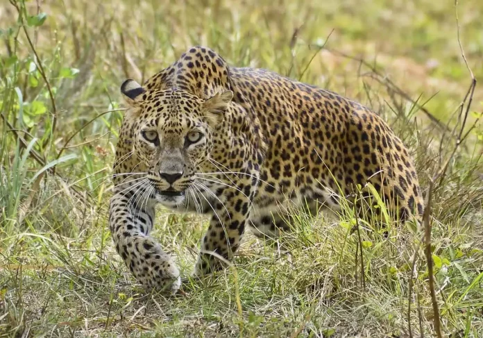 Sri Lankan Leopard at Yala National Park
