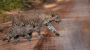 Two Leoprds Crossing the road at Yala