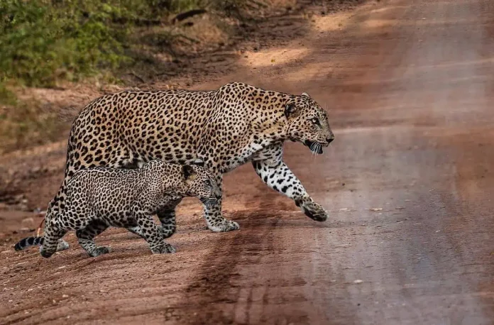 Two Leoprds Crossing the road at Yala