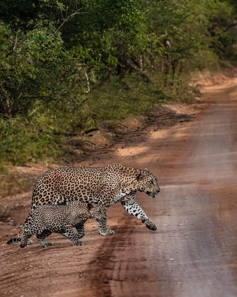 Two-Leoprds-Crossing-the-road-at-Yala