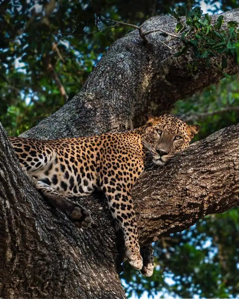 a leopard resting on a tree branch