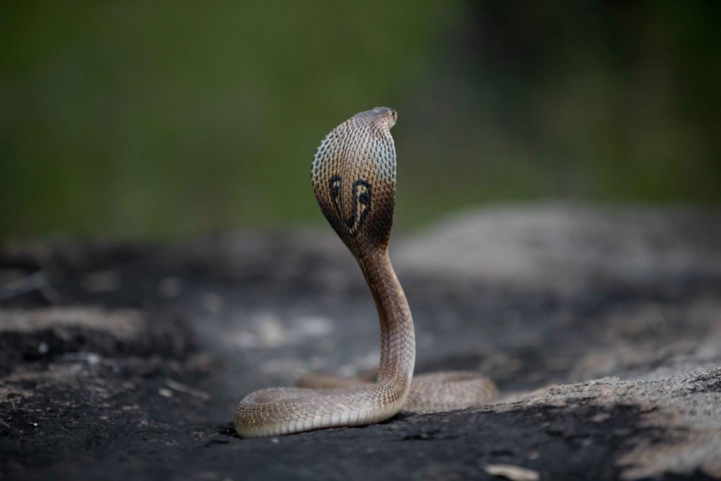 Cobra - Common and the Venomous Snakes In Sri Lanka