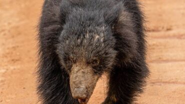 Sloth bear at Yala - Best Place to see sloth bear in Sri Lanka