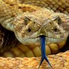 Venomous Snakes In Sri Lanka