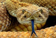 Venomous Snakes In Sri Lanka