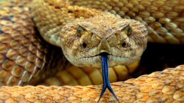 Venomous Snakes In Sri Lanka