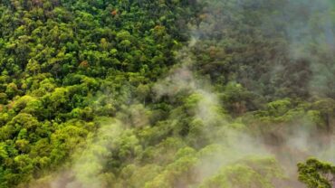 Sinharaja Forest Reserve