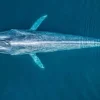 Blue Whale - Best Places for Blue Whale Watching in Sri Lanka