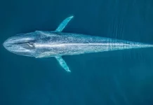 Blue Whale - Best Places To See Blue Whales In Sri Lanka