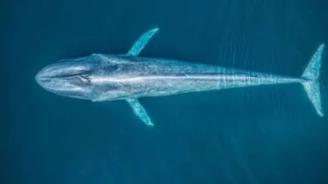 Blue Whale - Best Places for Blue Whale Watching in Sri Lanka