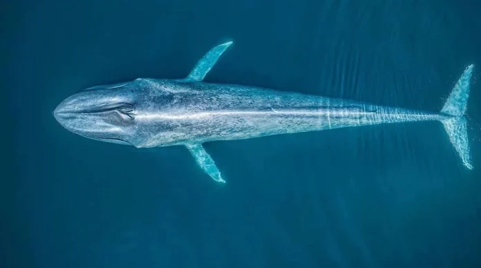 Blue Whale - Best Places for Blue Whale Watching in Sri Lanka