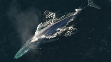 Must Know Blue Whales Facts | World’s Largest Animal