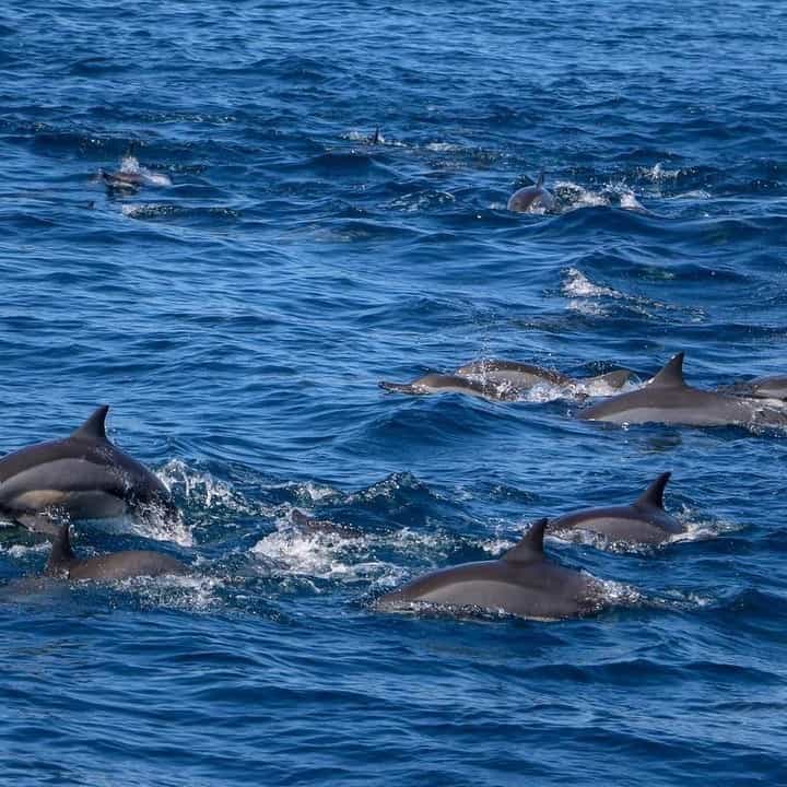 Dolphins - Best Places For Blue Whale Watching in Sri Lanka