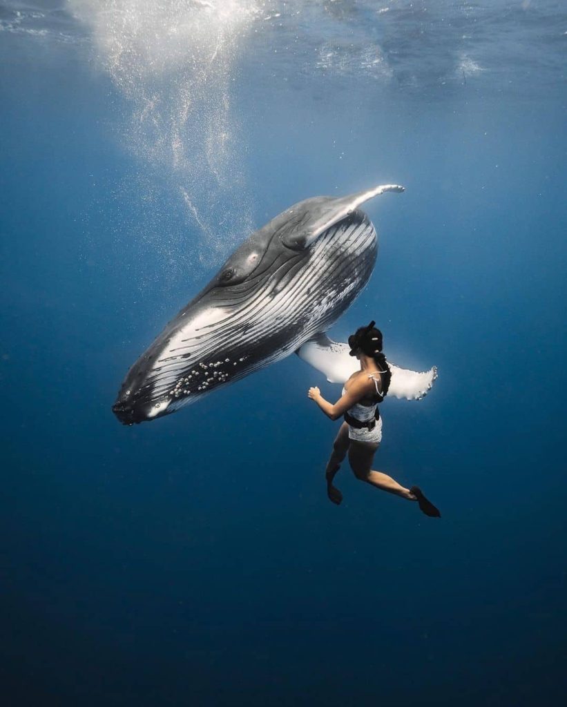 Swim with whales - Best Places For Blue Whale Watching in Sri Lanka