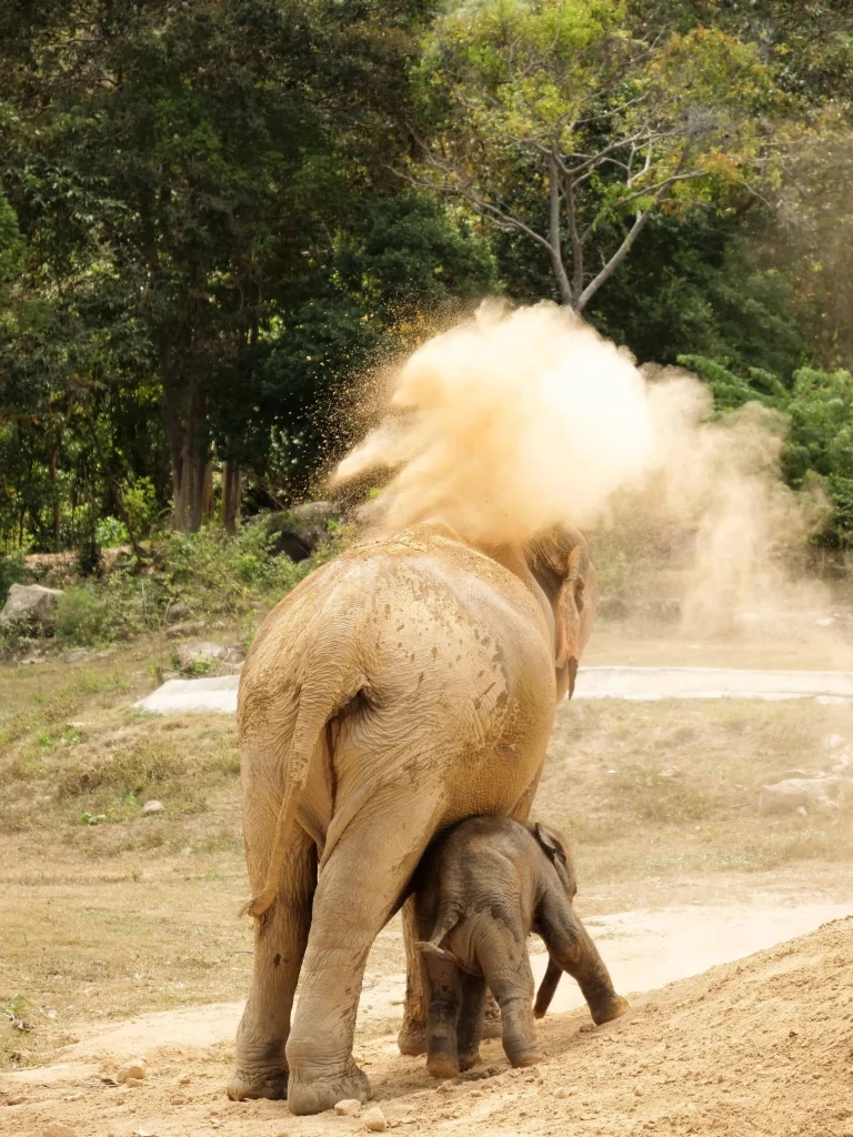 Sri Lankan Elephant mom And Baby