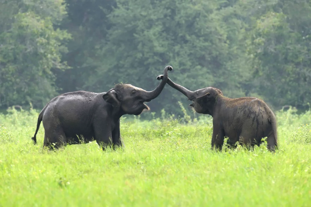 Two Sri Lankan Elephants