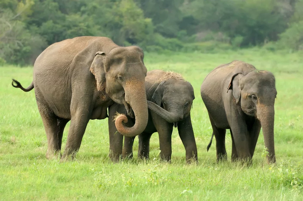 three Sri Lankan Elephants