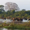 Sri Lankan Elephants group at lake