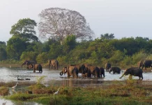 Sri Lankan Elephants group at lake