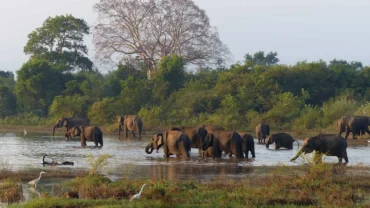 Sri Lankan Elephants group at lake