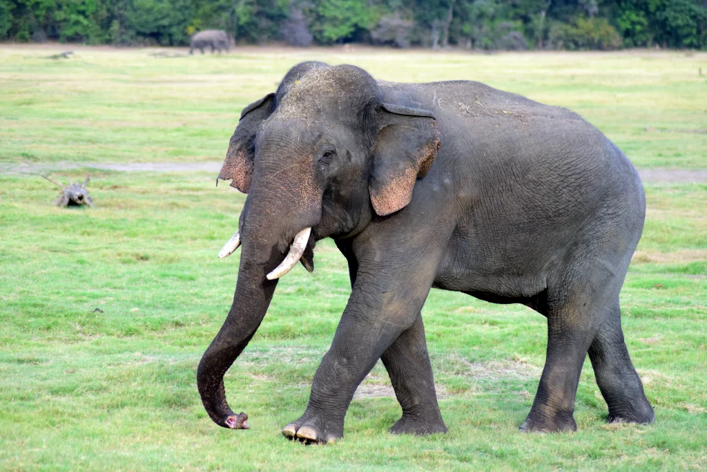 Sri Lankan Elephant tusker