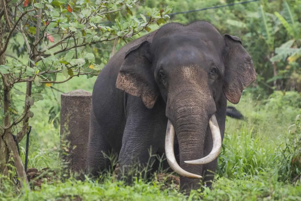 Sri Lankan Elephant Tusker