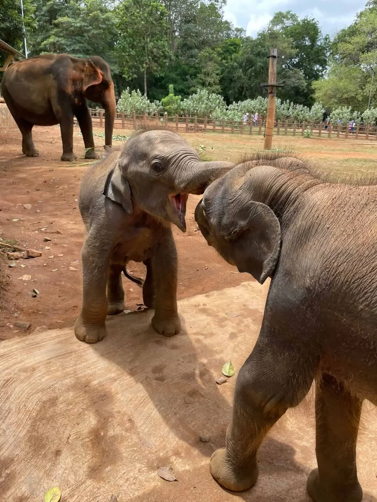 Sri Lankan Elephant Twins at Pinnawala Orphanage