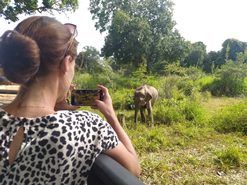 Sri Lankan Elephants Watching Safari