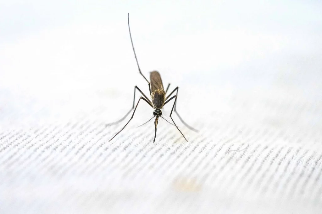 Mosquito - Health Issues In Sri Lanka And Safety Guidelines You Should Know Before Visit Sri Lanka