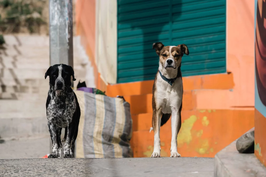 Street dogs - Health Issues In Sri Lanka And Safety Guidelines You Should Know Before Visit Sri Lanka