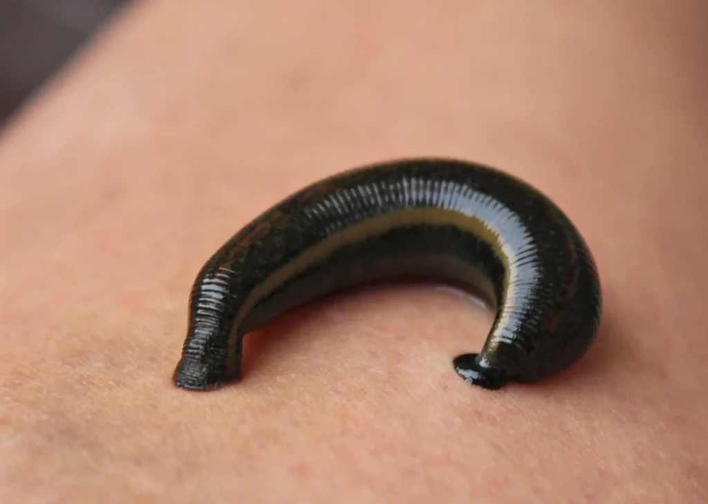 A leech - Health Issues In Sri Lanka And Safety Guidelines You Should Know Before Visit Sri Lanka