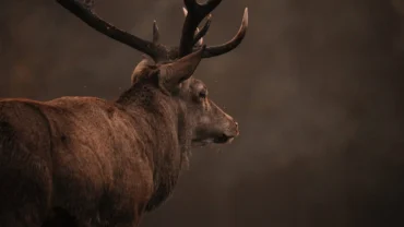 Sambar Deer In Sri Lanka