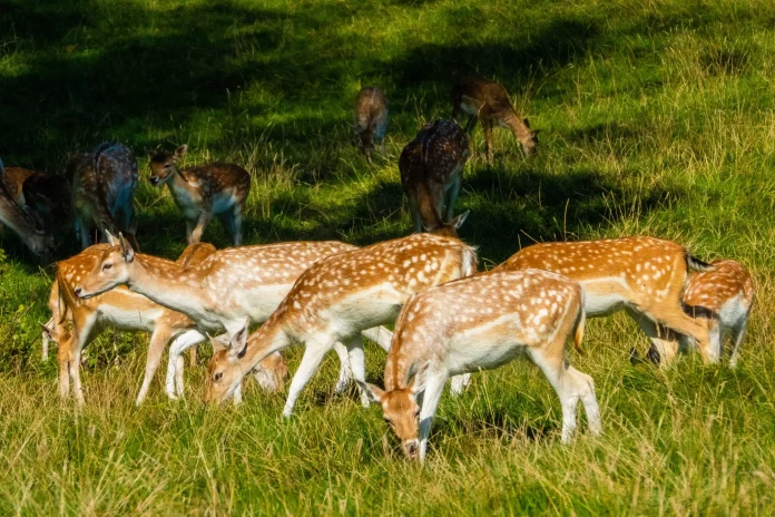Spotted deer herd at Wilpattu national park: 6-day Sri Lanka wildlife tour