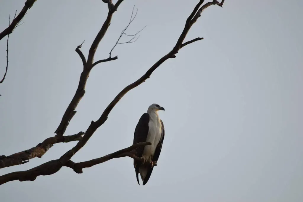 eagle-Sri Lanka Wildlife tours