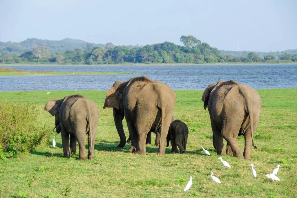 elephant-Sri Lanka wildlife tour