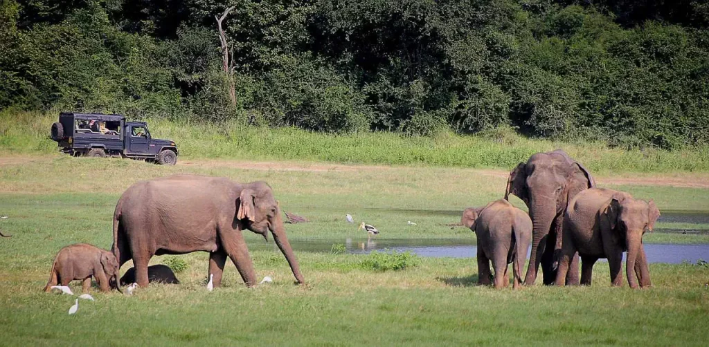 elephants watching during Sri Lanka Wildlife tours