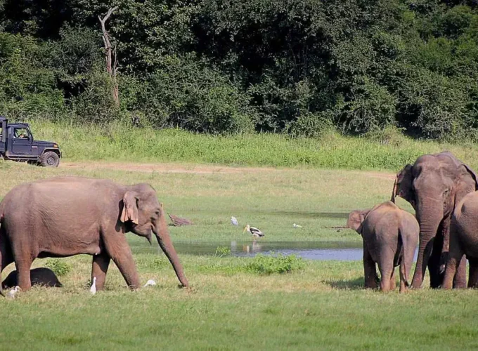 Elephant Watching Safari Tour