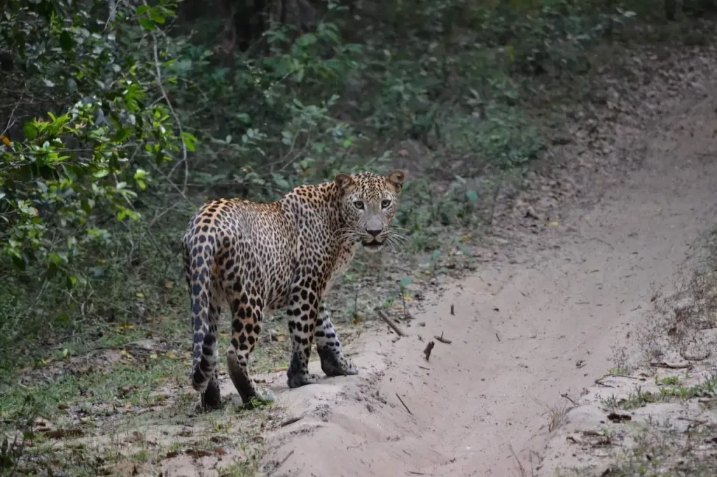 leopard-Sri-Lanka-wildlife-tour