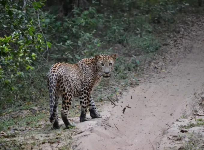 leopard- wilpattu safari