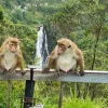 Devon Falls between two monkeys