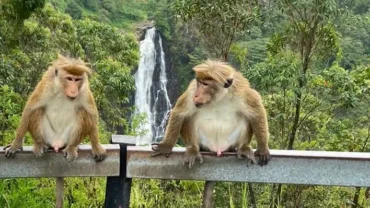 Devon Falls between two monkeys