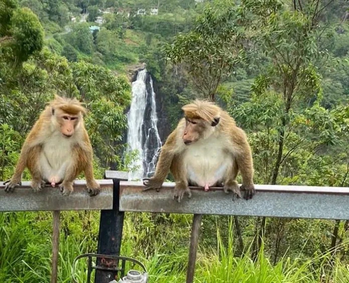 Devon Falls between two monkeys